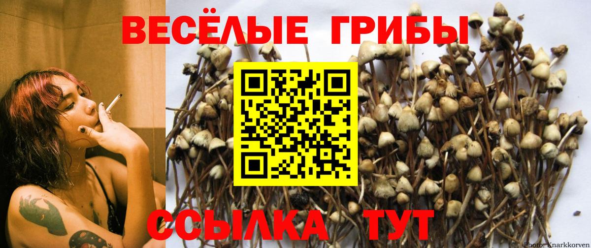 Полысаево  Псилоцибиновые грибы мухоморы  Вход с VPN  Галлюциногенные грибы Psilocybine cubensis 